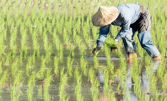 農(nóng)業(yè)品牌戰(zhàn)略規(guī)劃，對業(yè)務成功的作用